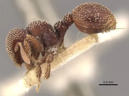 Calyptomyrmex beccarii specimen CASENT0908925 image casent0908925_3