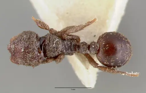 Calyptomyrmex beccarii specimen CASTYPE06924 image castype06924_1
