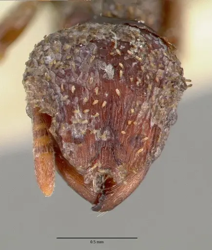 Calyptomyrmex beccarii specimen CASTYPE06924 image castype06924_2