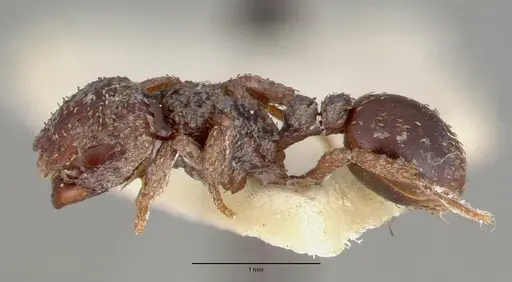 Calyptomyrmex beccarii specimen CASTYPE06924 image castype06924_3