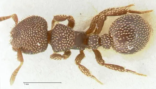 Calyptomyrmex beccarii specimen FOCOL2181 image focol2181_1