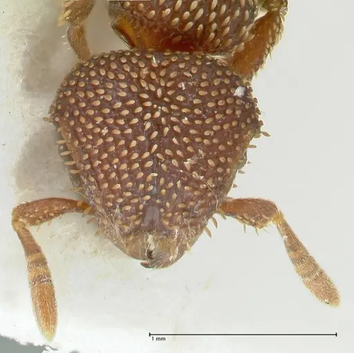 Calyptomyrmex beccarii specimen FOCOL2181 image focol2181_2