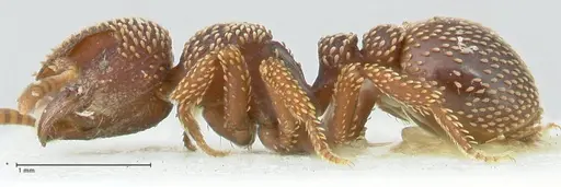 Calyptomyrmex beccarii specimen FOCOL2181 image focol2181_3