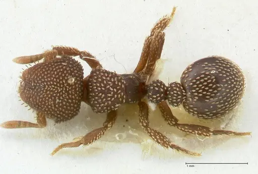 Calyptomyrmex beccarii specimen FOCOL2182 image focol2182_1