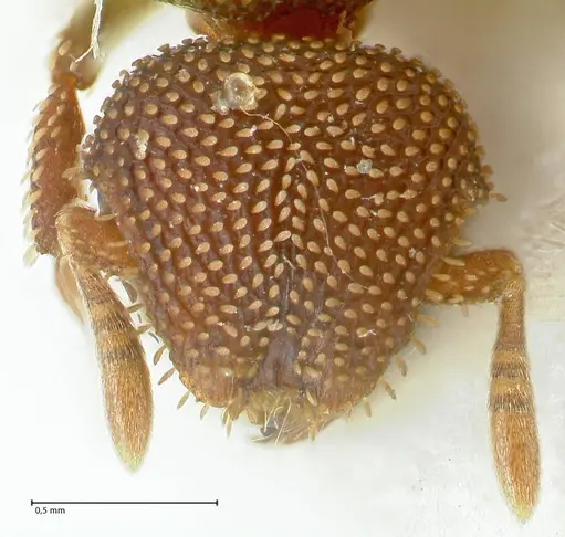 Calyptomyrmex beccarii specimen FOCOL2182 image focol2182_2