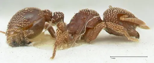 Calyptomyrmex beccarii specimen FOCOL2182 image focol2182_3