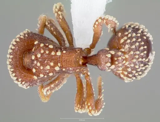 Calyptomyrmex brevis specimen CASENT0406908 image casent0406908_1