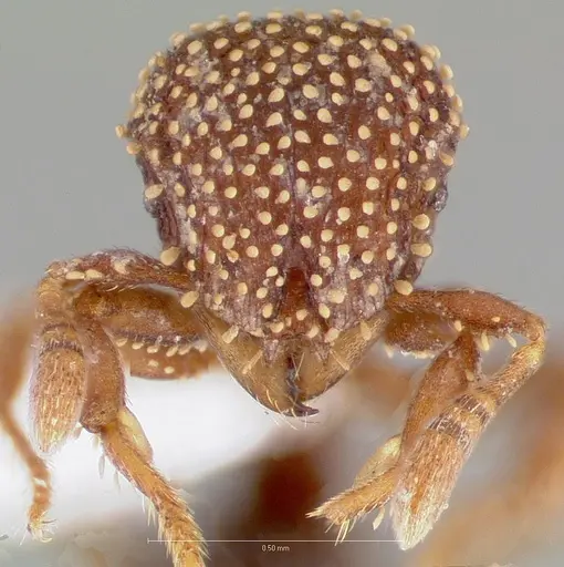 Calyptomyrmex brevis specimen CASENT0406908 image casent0406908_2