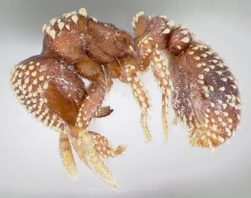 Calyptomyrmex brevis specimen CASENT0406908 image casent0406908_3