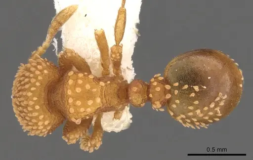 Calyptomyrmex brevis specimen CASENT0900986 image casent0900986_1