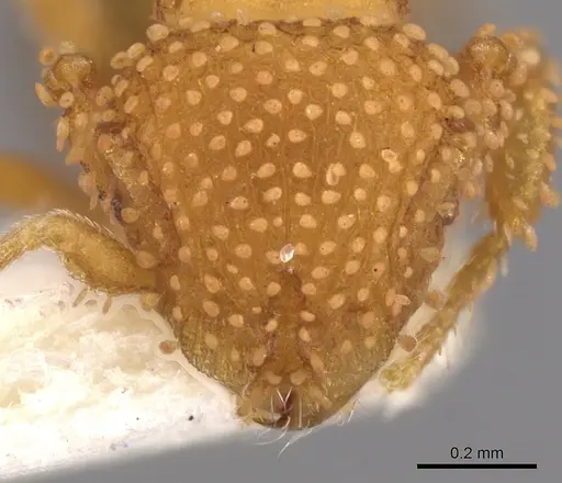 Calyptomyrmex brevis specimen CASENT0900986 image casent0900986_2