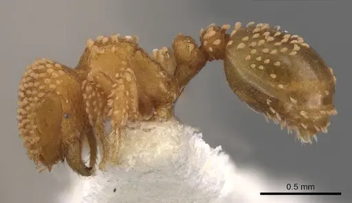 Calyptomyrmex brevis specimen CASENT0900986 image casent0900986_3