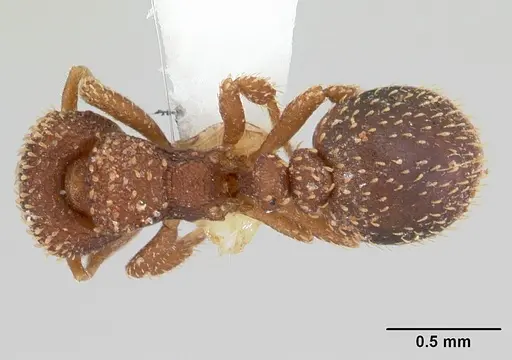 Calyptomyrmex brunneus specimen CASENT0178287 image casent0178287_1