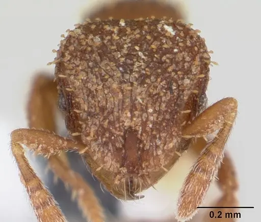 Calyptomyrmex brunneus specimen CASENT0178287 image casent0178287_2