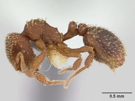 Calyptomyrmex brunneus specimen CASENT0178287 image casent0178287_3
