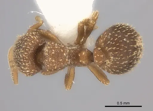 Calyptomyrmex clavatus specimen CASENT0217138 image casent0217138_1