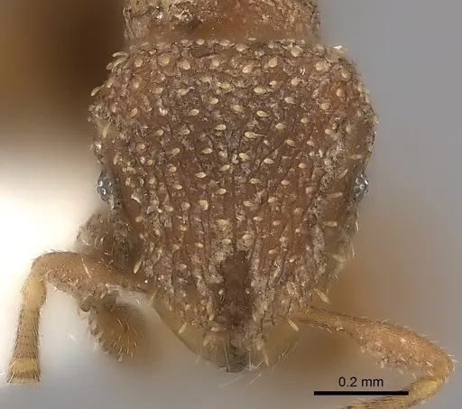 Calyptomyrmex clavatus specimen CASENT0217138 image casent0217138_2