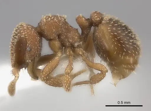 Calyptomyrmex clavatus specimen CASENT0217138 image casent0217138_3
