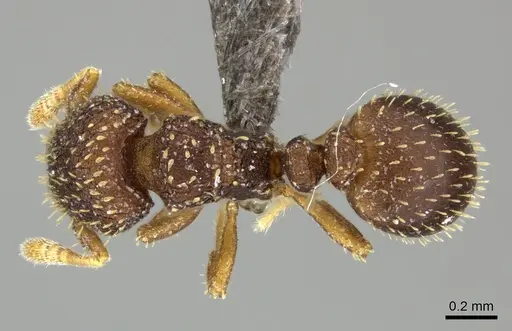 Calyptomyrmex claviseta specimen CASENT0235372 image casent0235372_1