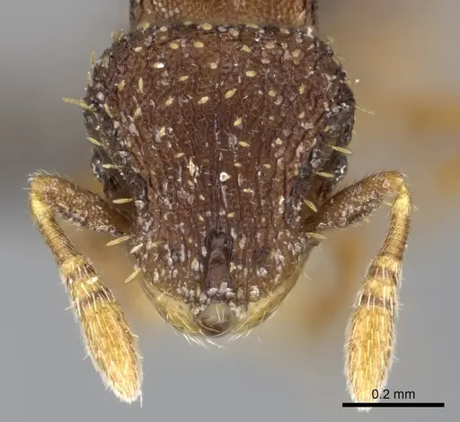 Calyptomyrmex claviseta specimen CASENT0235372 image casent0235372_2