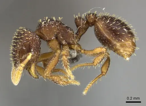 Calyptomyrmex claviseta specimen CASENT0235372 image casent0235372_3