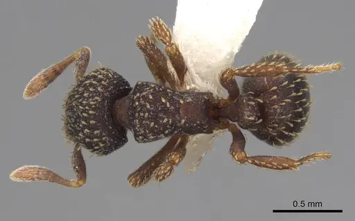 Calyptomyrmex claviseta specimen CASENT0797887 image casent0797887_1
