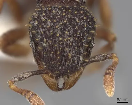 Calyptomyrmex claviseta specimen CASENT0797887 image casent0797887_2