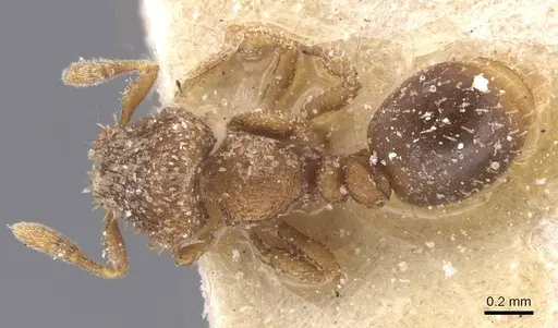Calyptomyrmex claviseta specimen CASENT0913952 image casent0913952_1