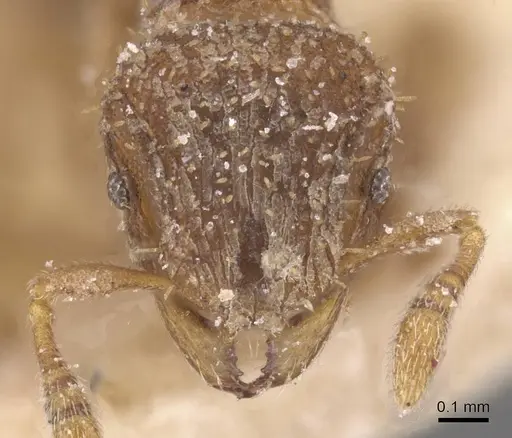 Calyptomyrmex claviseta specimen CASENT0913952 image casent0913952_2