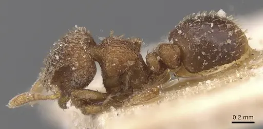Calyptomyrmex claviseta specimen CASENT0913952 image casent0913952_3