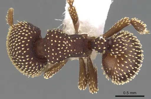 Calyptomyrmex danum specimen CASENT0900995 image casent0900995_1