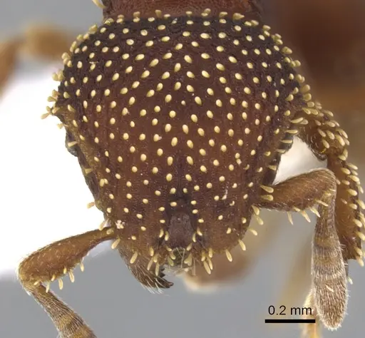 Calyptomyrmex danum specimen CASENT0900995 image casent0900995_2