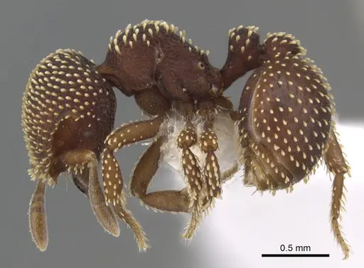 Calyptomyrmex danum specimen CASENT0900995 image casent0900995_3