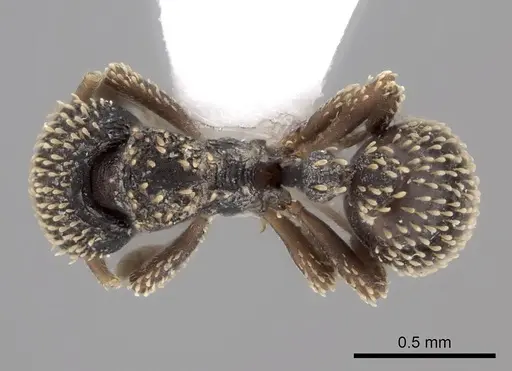 Calyptomyrmex duhun specimen CASENT0217137 image casent0217137_1
