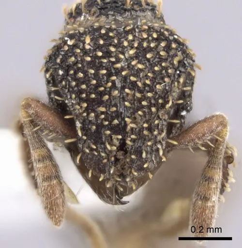 Calyptomyrmex duhun specimen CASENT0217137 image casent0217137_2