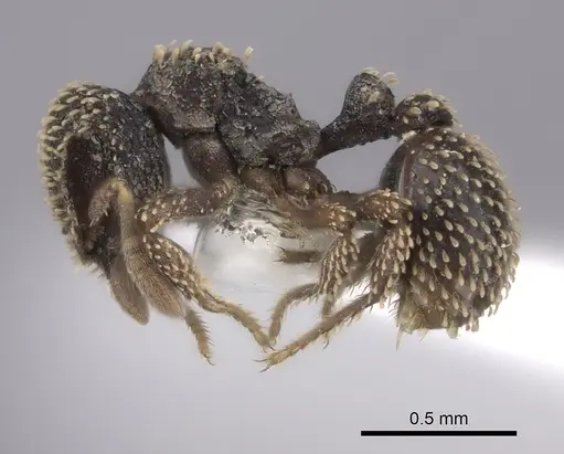 Calyptomyrmex duhun specimen CASENT0217137 image casent0217137_3