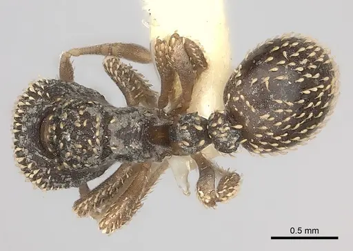 Calyptomyrmex duhun specimen CASENT0217817 image casent0217817_1