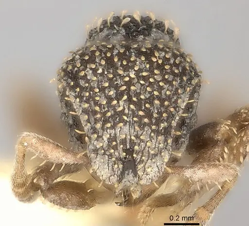 Calyptomyrmex duhun specimen CASENT0217817 image casent0217817_2
