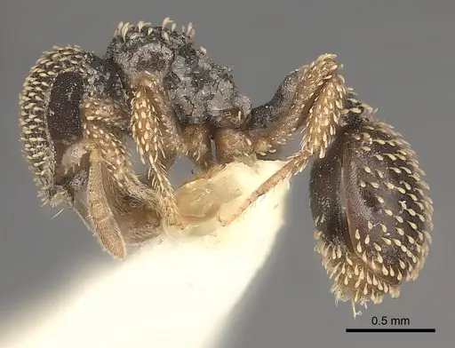 Calyptomyrmex duhun specimen CASENT0217817 image casent0217817_3