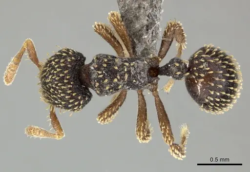 Calyptomyrmex duhun specimen CASENT0235373 image casent0235373_1