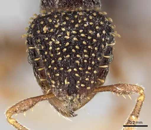 Calyptomyrmex duhun specimen CASENT0235373 image casent0235373_2