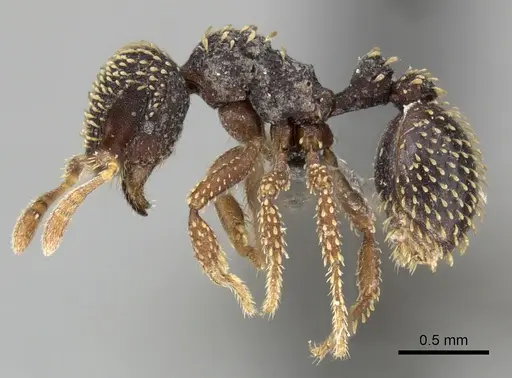 Calyptomyrmex duhun specimen CASENT0235373 image casent0235373_3
