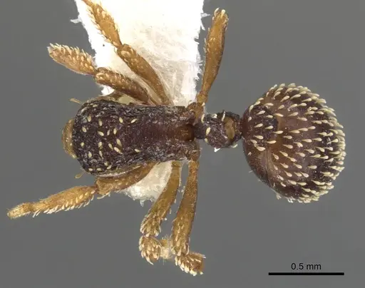 Calyptomyrmex duhun specimen CASENT0900989 image casent0900989_1