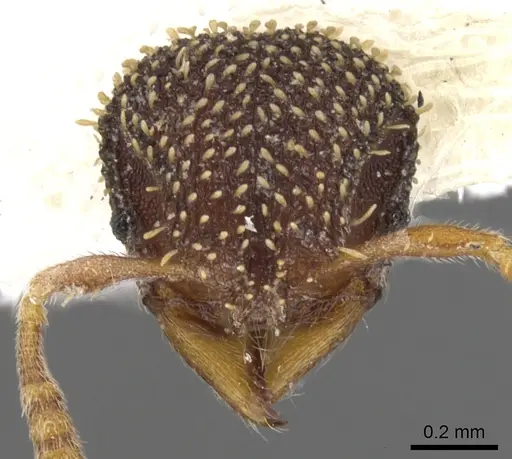 Calyptomyrmex duhun specimen CASENT0900989 image casent0900989_2