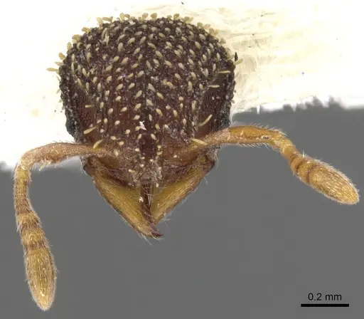 Calyptomyrmex duhun specimen CASENT0900989 image casent0900989_3