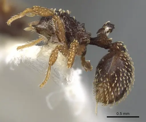 Calyptomyrmex duhun specimen CASENT0900989 image casent0900989_4