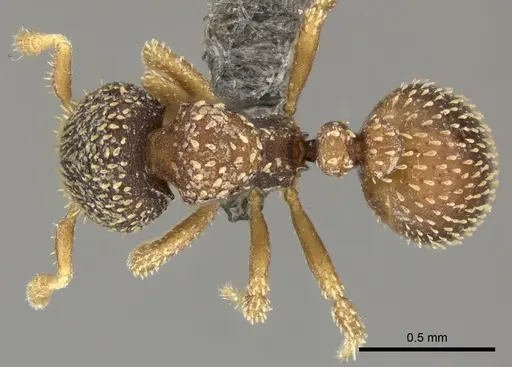 Calyptomyrmex foreli specimen CASENT0235830 image casent0235830_1