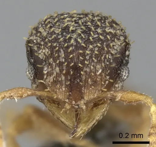 Calyptomyrmex foreli specimen CASENT0235830 image casent0235830_2
