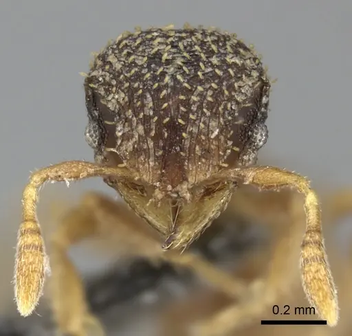 Calyptomyrmex foreli specimen CASENT0235830 image casent0235830_3