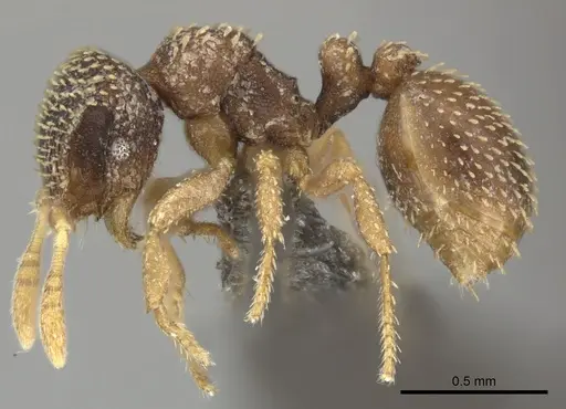 Calyptomyrmex foreli specimen CASENT0235830 image casent0235830_4